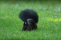 Schwarzes Eichhörnchen Schwarzes Eichhörnchen