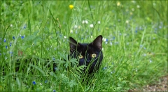 Katze Katze
