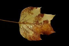 Blatt mit Regentropfen