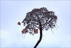 Hortensie verblüht und vertrocknet Hortensie verblüht und vertrocknet