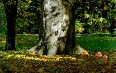 Alter Baum im Morgenlicht Alter Baum im Morgenlicht