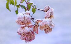 Erfrorene Rosen mit Raureif