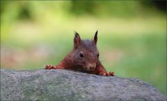 Eichhörnchen Eichhörnchen