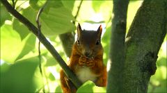 Eichhörnchen Eichhörnchen