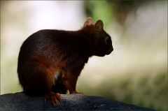 Eichhörnchen