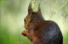 Eichhörnchen Eichhörnchen