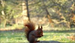 Eichhörnchen im Februar Eichhörnchen im Februar