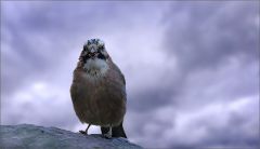 Eichelhäher Eichelhäher