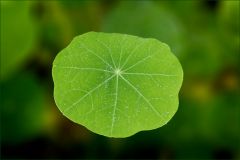 Blatt der Kapuzinerkresse Blatt der Kapuzinerkresse