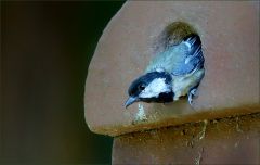 Vogelhaus
