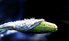 Raureif auf einer Narzissenknospe Raureif auf einer Narzissenknospe