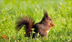 Eichhörnchen Eichhörnchen