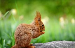 Eichhörnchen Eichhörnchen