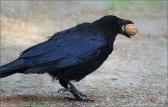 Rabe mit einer Walnuss Rabe mit einer Walnuss