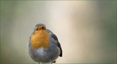 Rotkehlchen Rotkehlchen