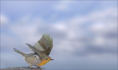 Junges Rotkehlchen Junges Rotkehlchen