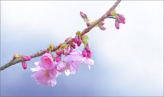 Blütenzweig Blütenzweig