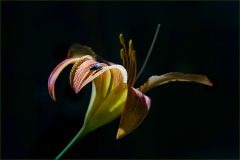 Lilie mit Fliege Lilie mit Fliege