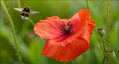 Mohn und Hummel Mohn und Hummel