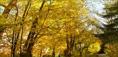 Goldener Herbst