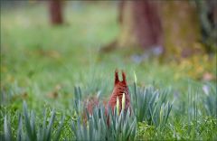 Eichhörnchen Eichhörnchen