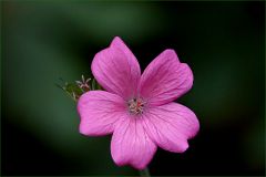 Kleine Blume Kleine Blume