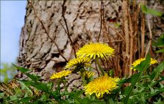 Löwenzahn Löwenzahn