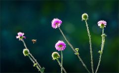 Am Waldrand Am Waldrand