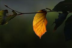 Herbstblatt im Oktober