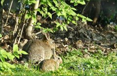 Wildkaninchen Wildkaninchen