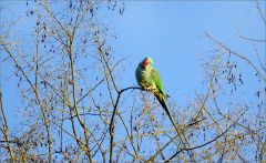 Papagei im März Papagei im März