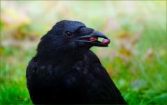Rabe mit 2 Haselnüssen Rabe mit 2 Haselnüssen