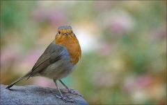 Rotkehlchen Rotkehlchen