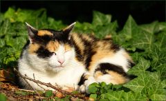 Die Katze ruht sich aus