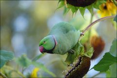 Halbandsittich auf einer Sonnenblume