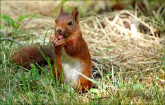 Eichhörnchen Eichhörnchen