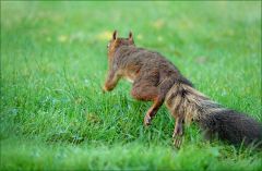 Eichhörnchen Eichhörnchen