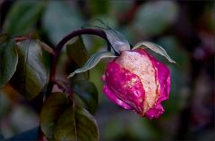 Erfrorene Rose Erfrorene Rose