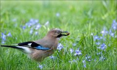 Eichelhäher Eichelhäher