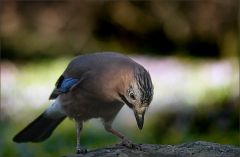 Eichelhäher Eichelhäher