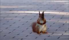 Eichhörnchen Eichhörnchen