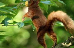 Mit der Aprikose springt es im Baum nach oben Mit der Aprikose springt es im Baum nach oben