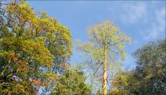 Goldener Oktober Goldener Oktober