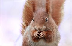 Eichhörnchen Eichhörnchen