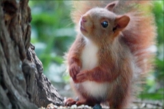Eichhörnchen