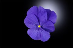 Siefmütterchen Siefmütterchen