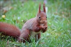 Eichhoernchen Eichhoernchen