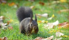 Eichhörnchen Eichhörnchen