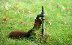 Eichhörnchen trinkt an einer Wasserzapfstelle