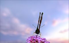 Tagpfauenauge Tagpfauenauge